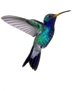HUMMINGBIRD