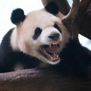 panda